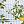 Blue Citrus Stripe