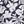 Black Havana Floral