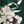 Green Milou Floral