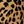 Tan Jana Leopard