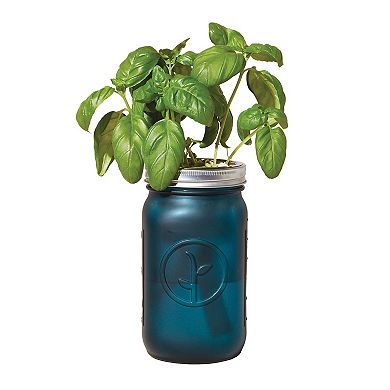 Modern Sprout Garden Jar - Basil