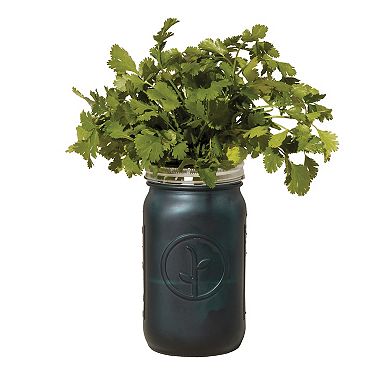 Modern Sprout Garden Jar - Cilantro
