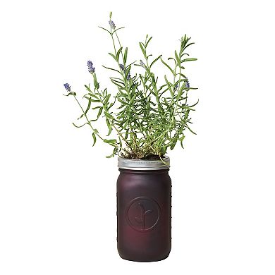 Modern Sprout Garden Jar - Lavender