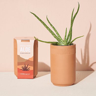 Modern Sprout Terracotta Kit - Aloe
