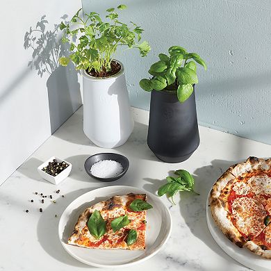 Modern Sprout Tapered Tumbler -Basil