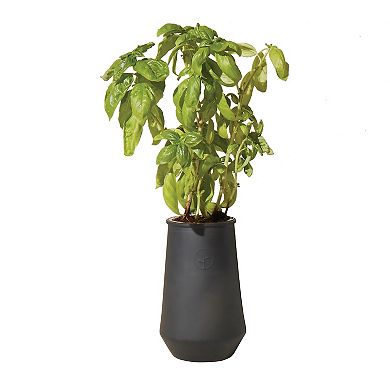 Modern Sprout Tapered Tumbler -Basil