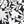 Black Havana Floral