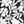 Black Havana Floral
