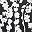 Black White Floral