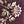 Maroon Placed Floral