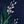 Navy Pine Branches