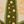 Green Yellow