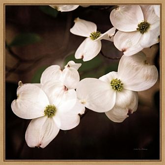 Amanti Art White Dogwood Flowers III Framed Canvas Wall Art