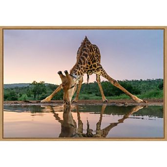 Amanti Art Sunset Giraffe Drinking Framed Canvas Wall Art