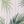 White Pink Palm