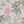 Pink Paper Floral