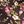 Plum Fall Floral