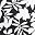 Black Havana Floral