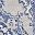 Gray Blue
