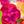 Fuchsia Multi