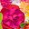 Fuchsia Multi