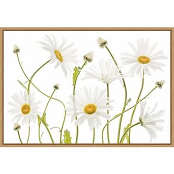 Amanti Art Ox-Eye Daisies Framed Canvas Wall Art