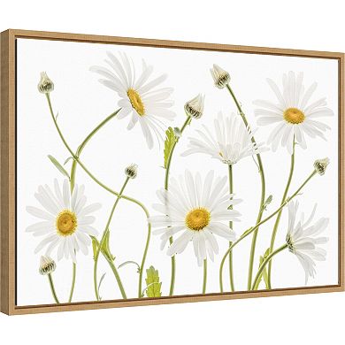 Amanti Art Ox-Eye Daisies Framed Canvas Wall Art
