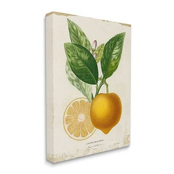 Stupell Home Decor Vibrant French Lemon Canvas Wall Art