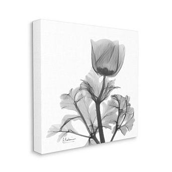 Stupell Home Decor Opaque Anemone Canvas Wall Art