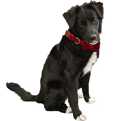 Woof Red Bow Tie Pet Collar