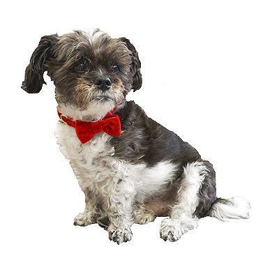 Woof Red Bow Tie Pet Collar