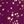 Micro Star Berry