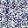 Purple Blue Floral