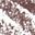 Medium Brown