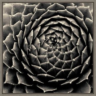 Amanti Art Succulent Framed Canvas Wall Art