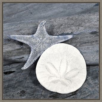 Amanti Art Nautical Shell Still Life Framed Canvas Wall Art