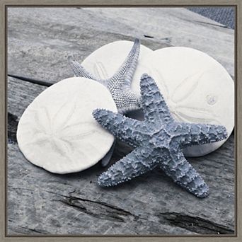 Amanti Art Nautical Shell Still Life I Framed Canvas Wall Art