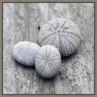 Amanti Art Nautical Shell Still Life II Framed Canvas Wall Art