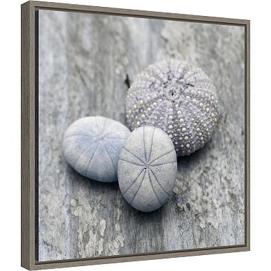 Amanti Art Nautical Shell Still Life II Framed Canvas Wall Art