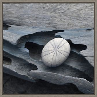 Amanti Art Nautical Shell Still Life III Framed Canvas Wall Art