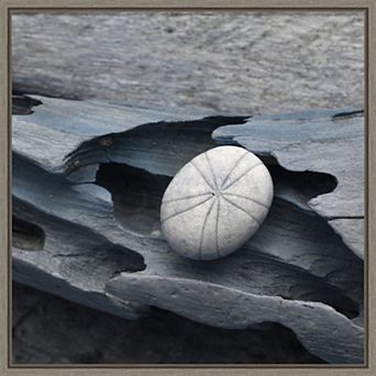 Amanti Art Nautical Shell Still Life III Framed Canvas Wall Art