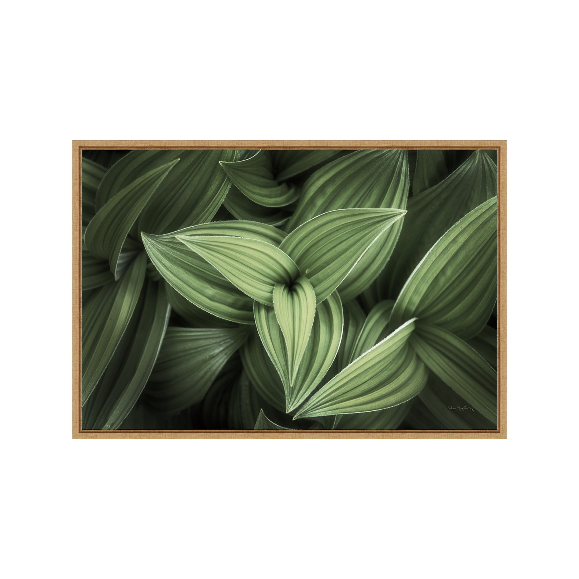 Amanti Art Corn Lily Green Leaves II Framed Canvas Wall Art, Brown