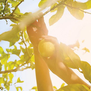 'REPLICA' Under the Lemon Trees