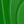 Kelly Green Gloss
