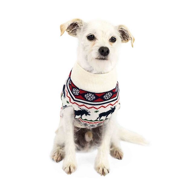 Kohls 2024 dog sweater