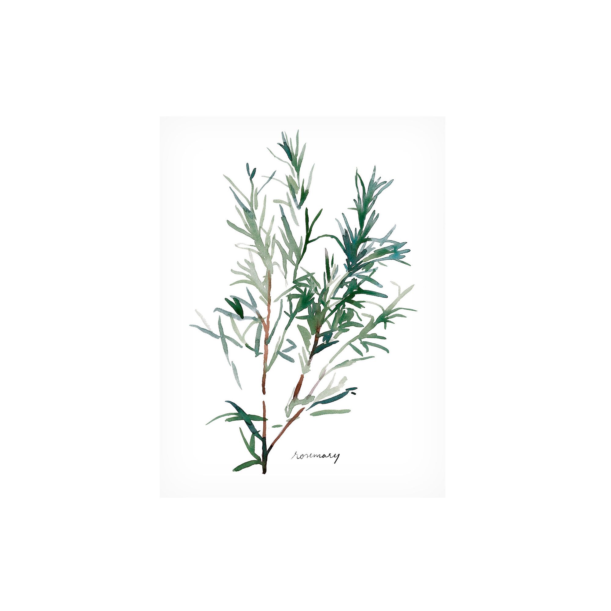 Trademark Fine Art Emma Scarvey Herb Garden Sketches Iv Canvas Wall Art, Wh