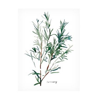Trademark Fine Art Emma Scarvey Herb Garden Sketches Iv Canvas Wall Art