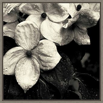 Amanti Art Dogwood Flower No. 3 Framed Canvas Print