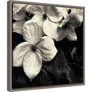 Amanti Art Dogwood Flower No. 3 Framed Canvas Print