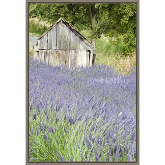 Amanti Art Lavender Field Framed Canvas Print